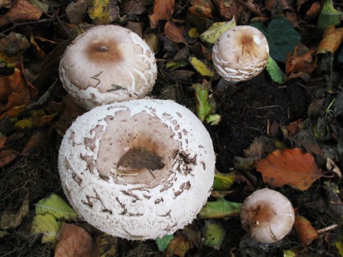 Fungi in the Churchyard