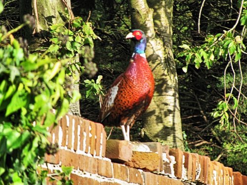 Pheasant on the Church Wall