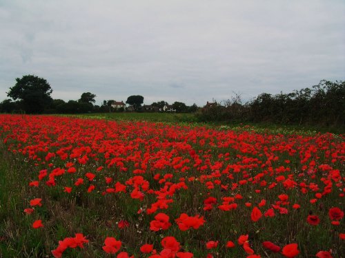 Poppy Field