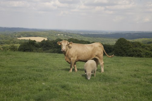 Lovely view in east Sussex