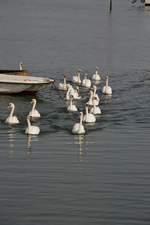 Swans on the move!!!