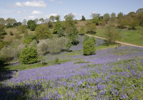 Bluebells