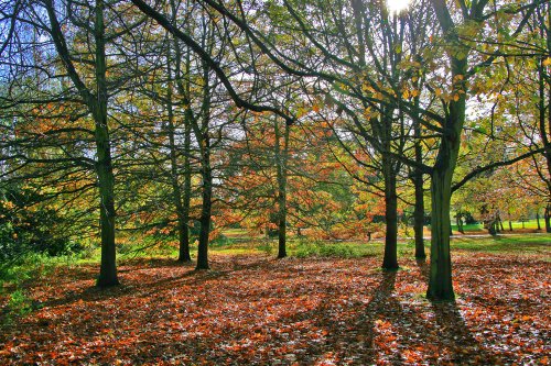 Autumn in Malvern Park