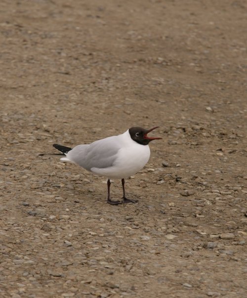 Tern