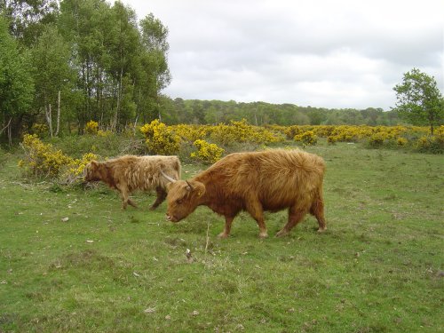 Brockenhurst, Hampshire