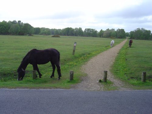 Brockenhurst, Hampshire