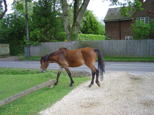 Brockenhurst, Hampshire