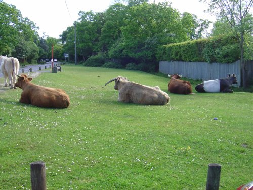 Brockenhurst, Hampshire