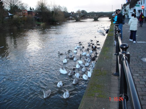 River Severn at Bewdley