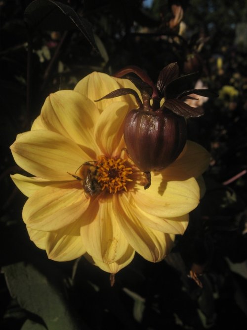 Bee on Dahlia