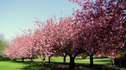 Valley Gardens Spring 2009