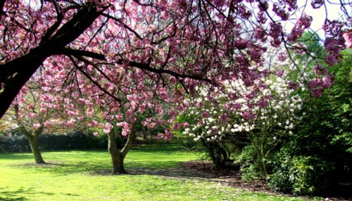 Valley Gardens Spring 2009