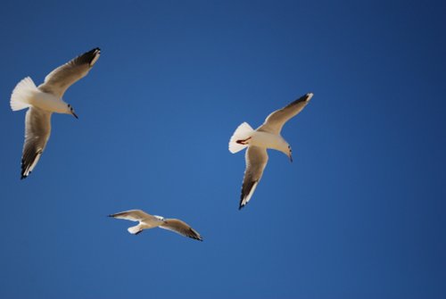 Seagulls in Bournemouth