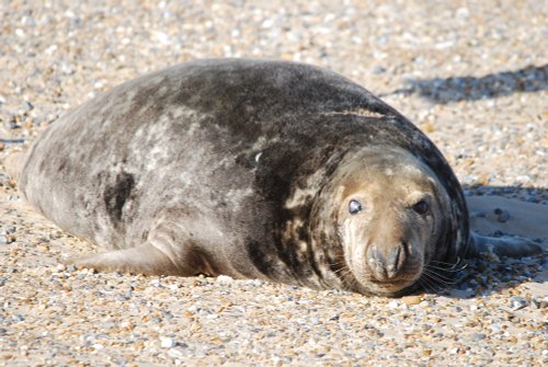 Grey seal