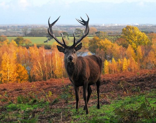 Red Deer Stag, Bradgate Park, Leicestershire