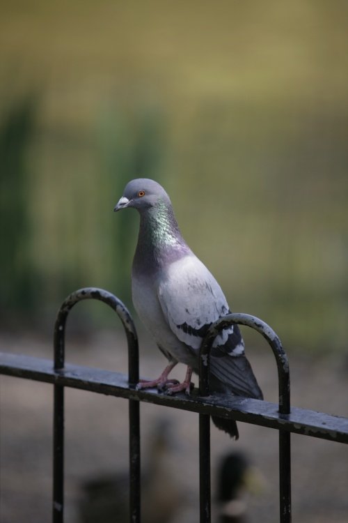 Pigeon