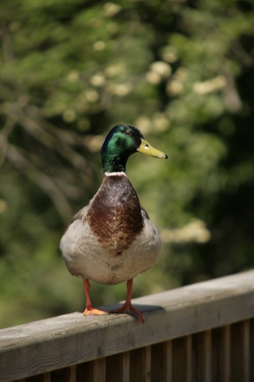 Duck in the park