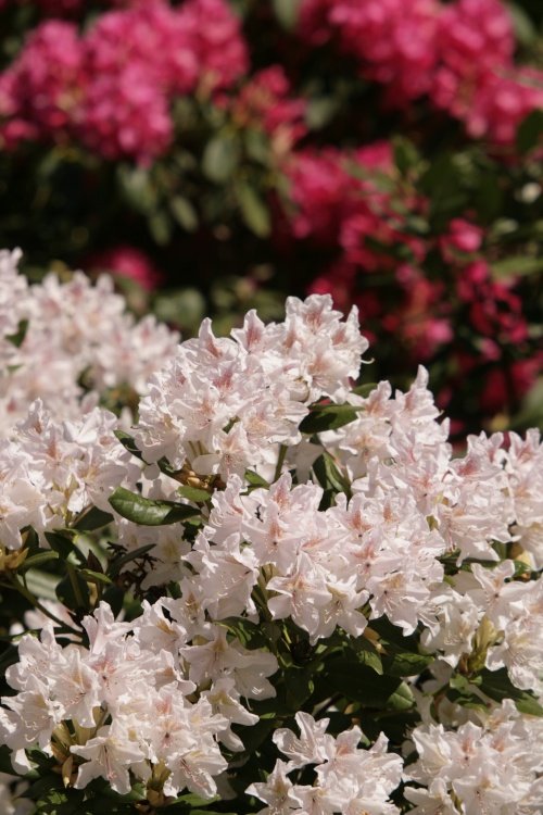 Rhododendrons in the park