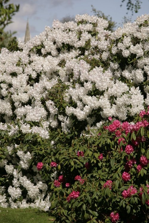 Rhododendrons in the park