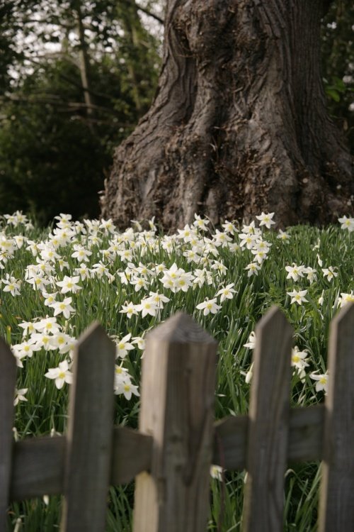 Narcissus