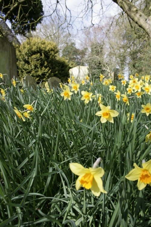 Daffodils