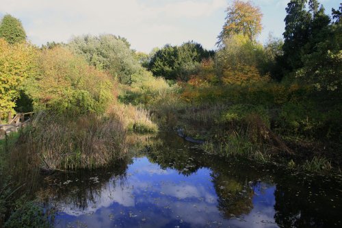 Park walk and the pond