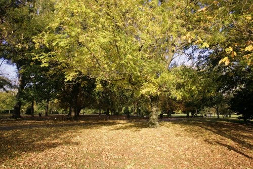 Autumn walk