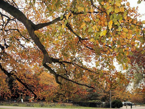 Autumn Springfield park