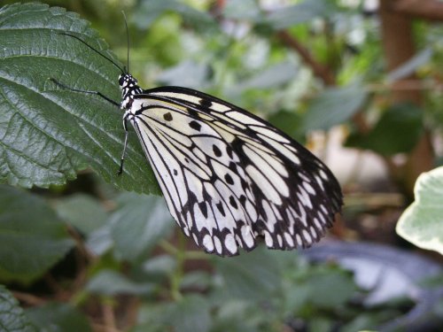 Butterfly farm near Conwy