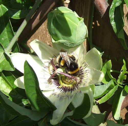 Passion flower and bee