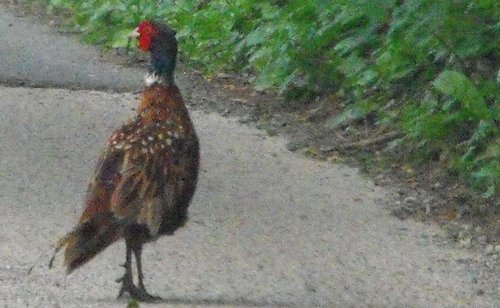 Cropped pheasant