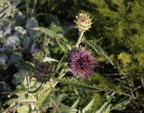 Thistle