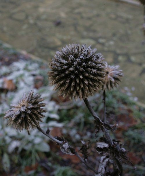 Frozen thistle