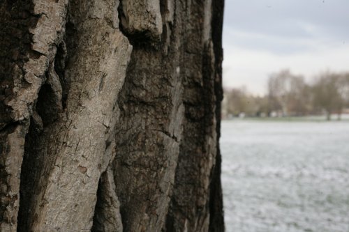 Trunk on the Rye