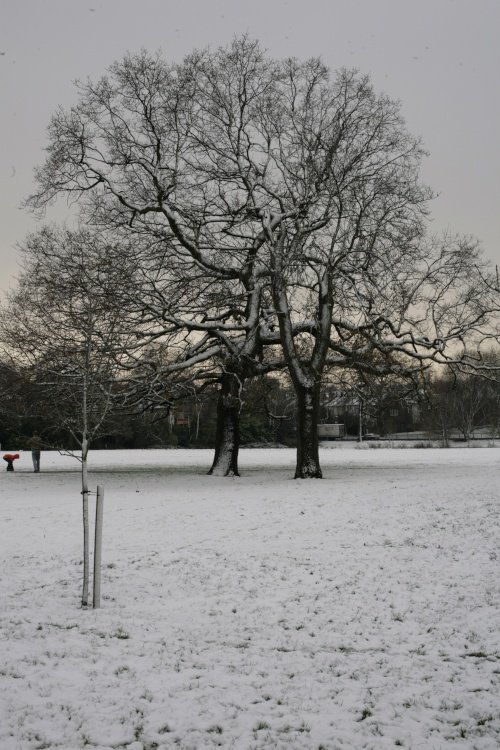 Trees in winter sun