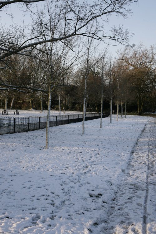 Rows of trees