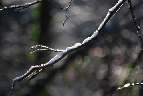 Icy branches