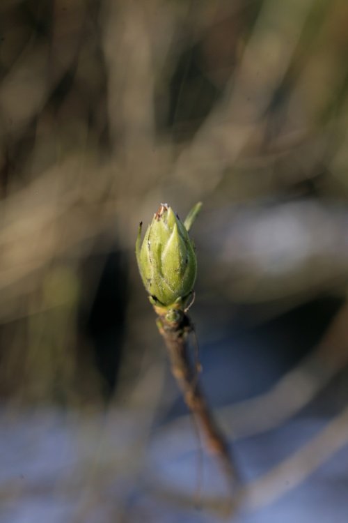 A winter bud