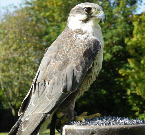 Bird day at the infant school