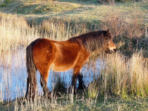 Shetland pony on Dawlish Warren