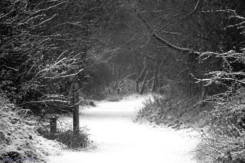 Snowy path