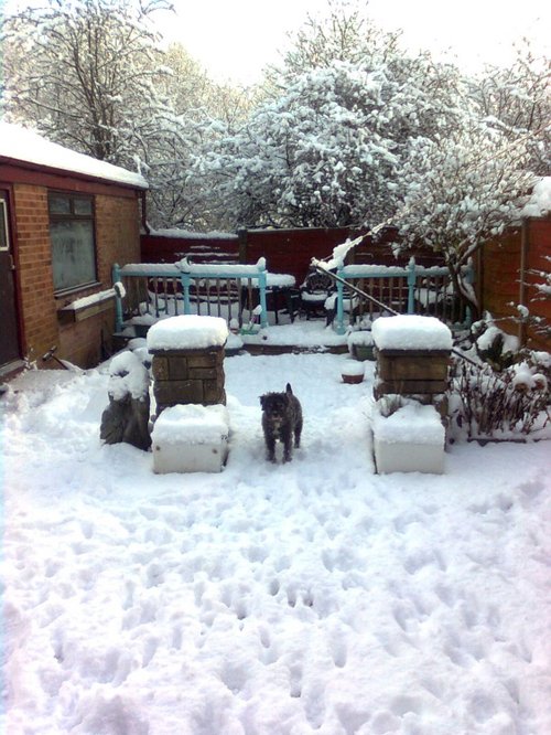 Dogs love the snow