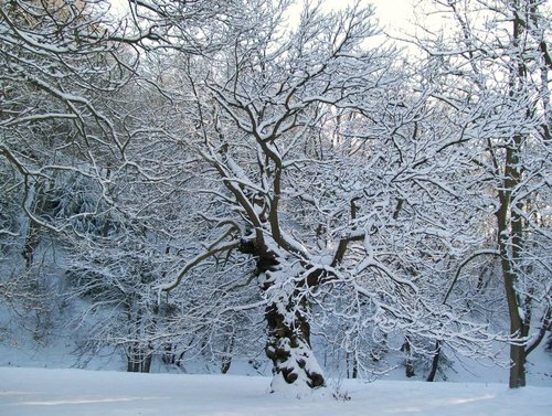 Bishops Park, Bishop Auckland, Durham 6th Jan 2010