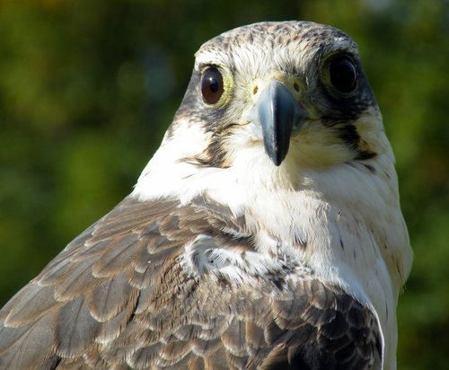 Bird day at the infant school