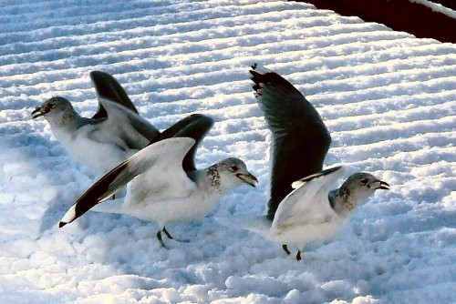 Gull ballerina