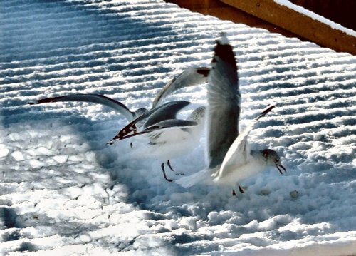 Gull ballerina