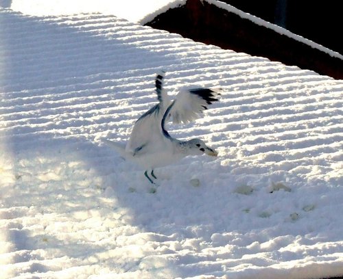 Gull ballerina