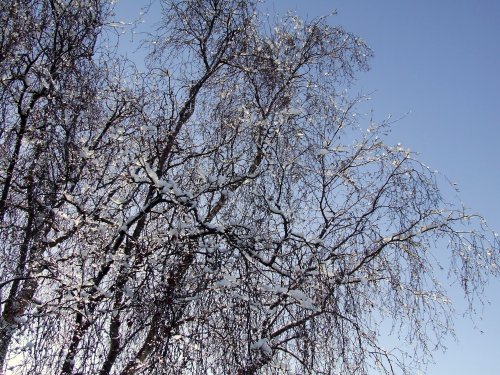 Snow in my garden