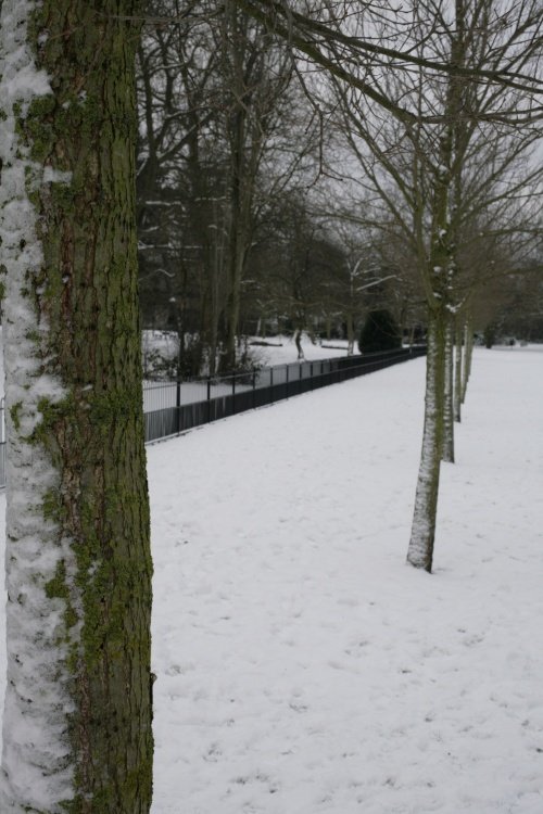 Trees in winter sun and snow