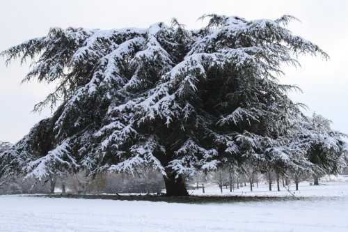 Snow covered tree